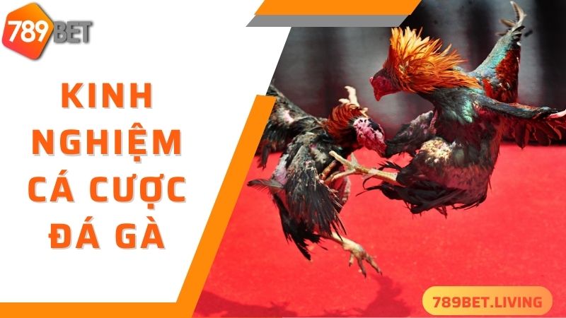 789BET đá gà: Trang chơi đá gà online trực tiếp uy tín 2025 6 789BET đá gà - kinh nghiệm cá cược thắng đậm