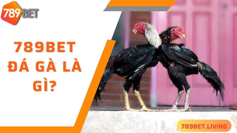 789BET đá gà: Trang chơi đá gà online trực tiếp uy tín 2025 2 789BET đá gà - tổng quan về sảnh cược