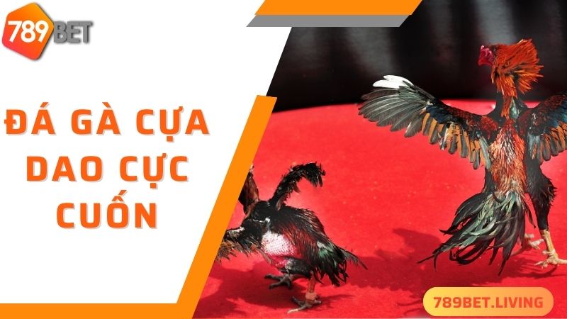 789BET đá gà: Trang chơi đá gà online trực tiếp uy tín 2025 4 Đá gà cựa dao - thể loại 789BET đá gà siêu cuốn hút
